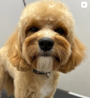 A dog from the We Love Paws pack