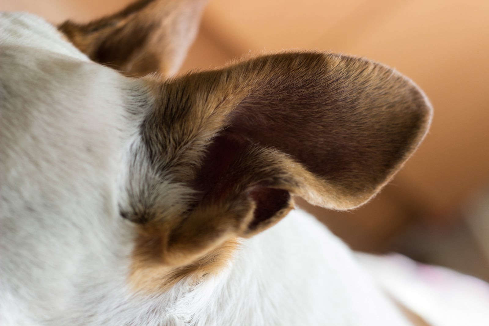 Nail trim and ear cleaning