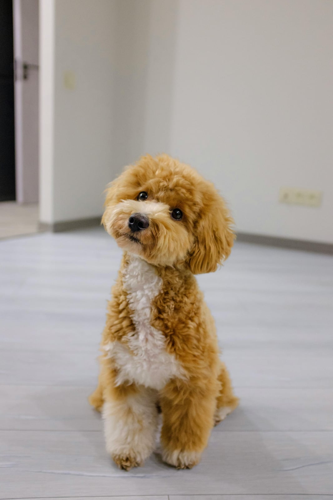 A dog receiving calm grooming care
