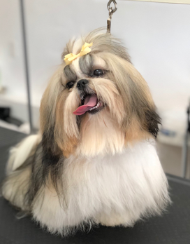 A dog from the We Love Paws pack