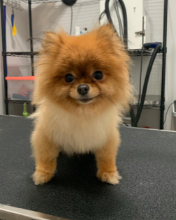 A dog from the We Love Paws pack