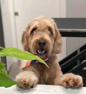A dog from the We Love Paws pack