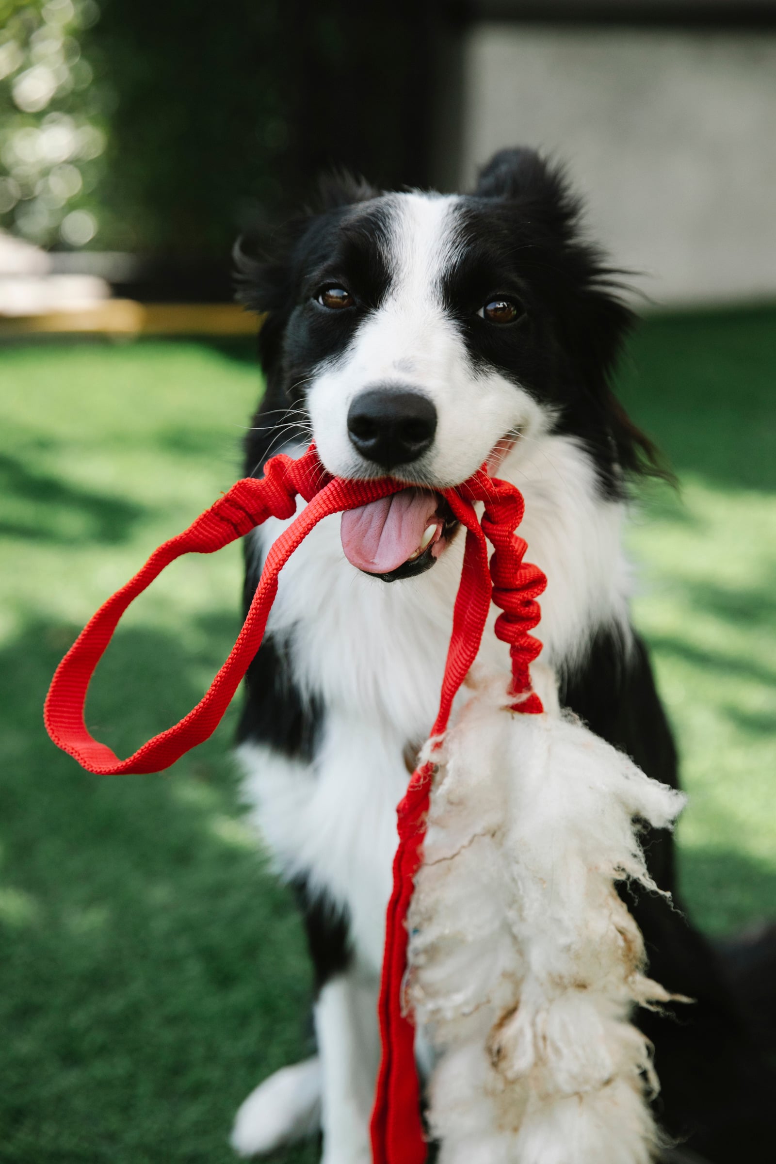 A calm, well-groomed dog outdoors