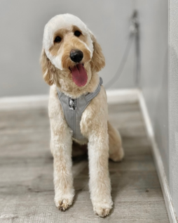 A dog from the We Love Paws pack