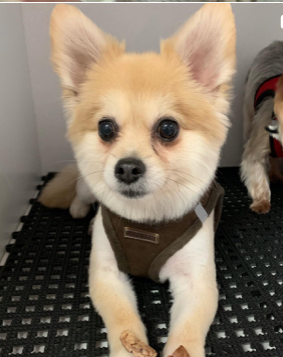 A dog from the We Love Paws pack