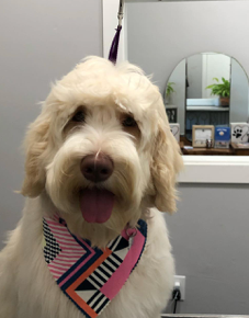 A dog from the We Love Paws pack